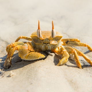 Morondava - Horned ghost crab